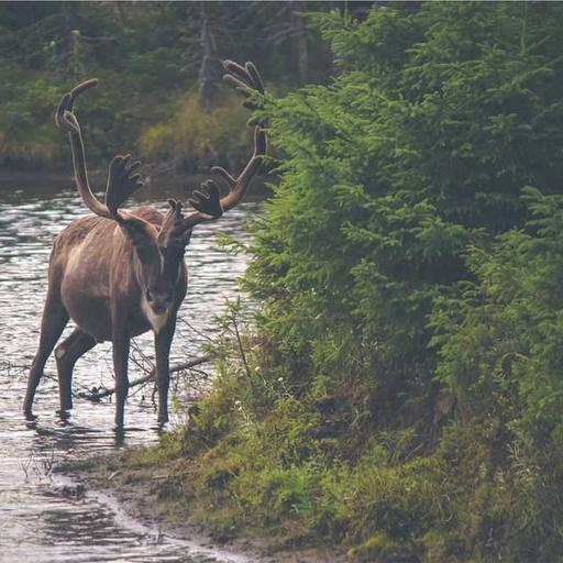 Kolaborasi Global dalam Pertukaran Informasi Digital